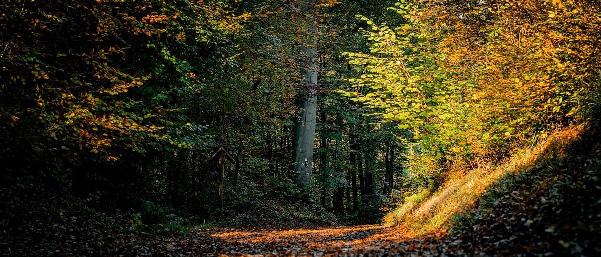 Cover illustration for Autumn Equinox 2026: Exact Date, Time, and Meaning