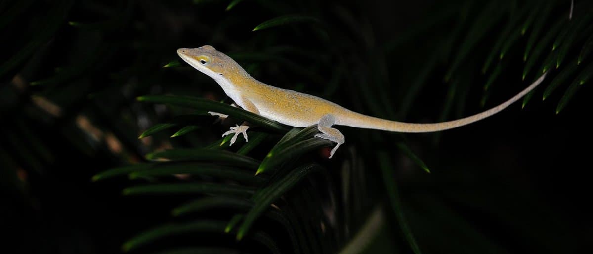 Gardening by the Moon: A Beginner's Guide